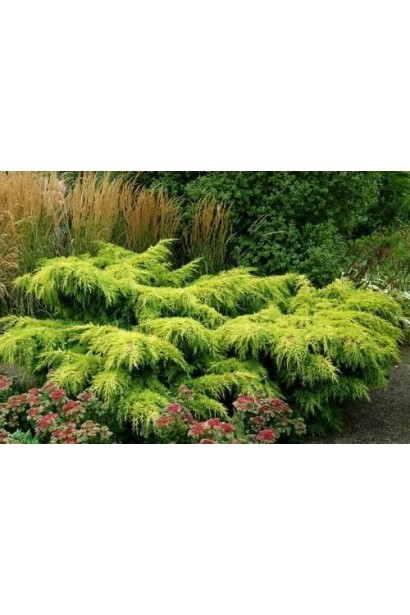 Можжевельник средний / пфитцериана Голд Стар